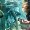 Discovery Cove Day Resort + 2 Parques