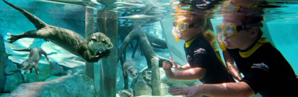 Discovery Cove Day Resort + 2 Parques