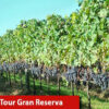 Tour Gran Reserva - Vale dos Vinhedos